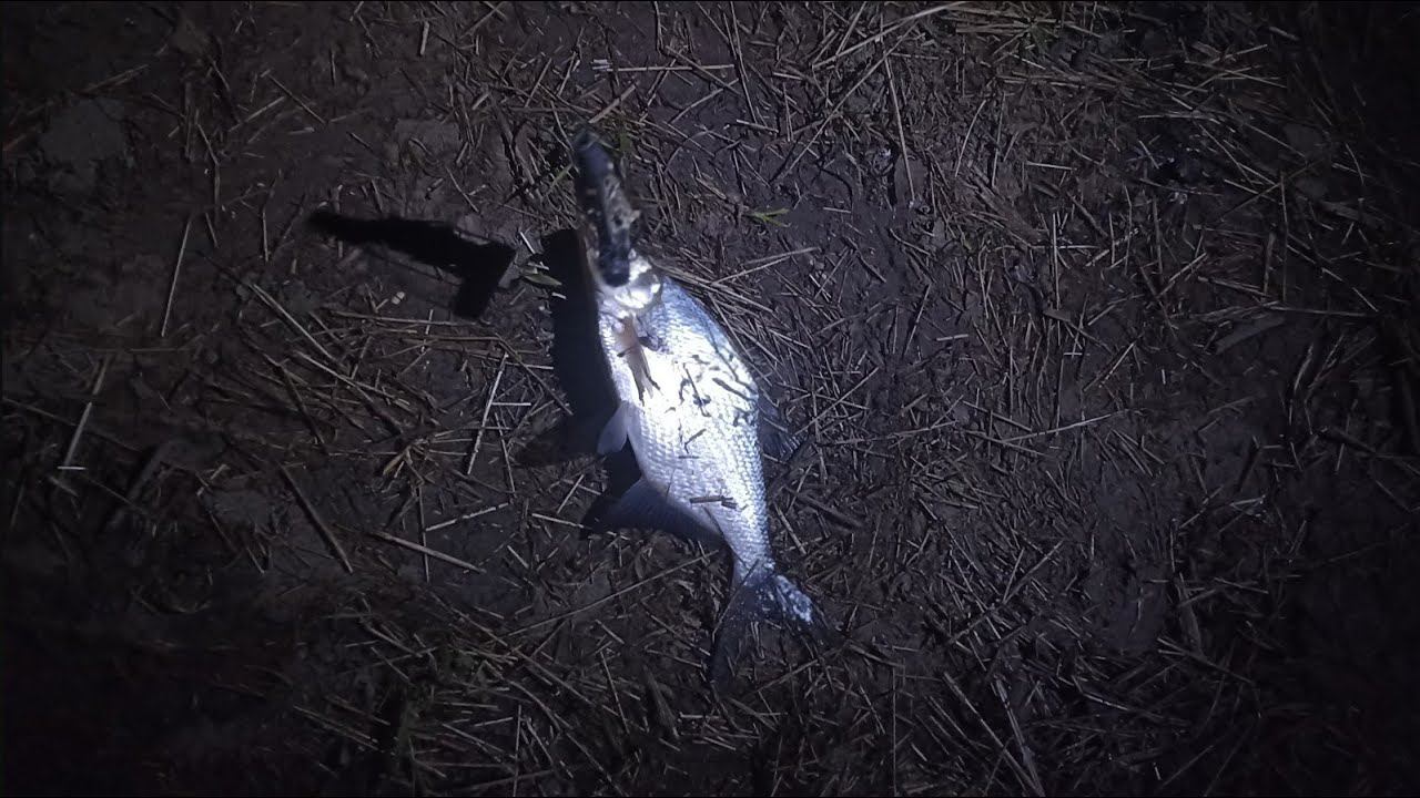 Начало клевать ВО ВРЕМЯ СЪЁМОК! смотреть онлайн