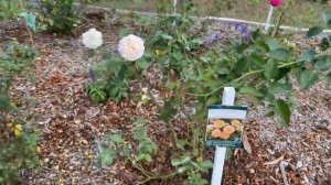 Roses tagged Tags with names