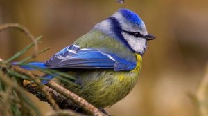 Обыкновенная лазоревка (Cyanistes caeruleus) - Eurasian blue tit