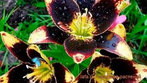 Лилия азиатская (lilium asiatic easy dance) ? азиатская лилия обзор: как сажать, луковицы лилии