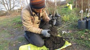 Корневая система саженца хурмы в горшке.