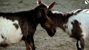 Козлята. ??? Обучающие карточки! Давайте узнаем о детёнышах домашних животных!