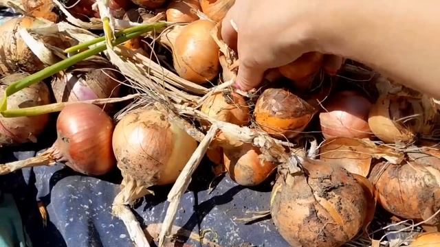 Сварила кукурузу!Урожай лука радует!Ежевика!Вкусный ужин! смотреть онлайн