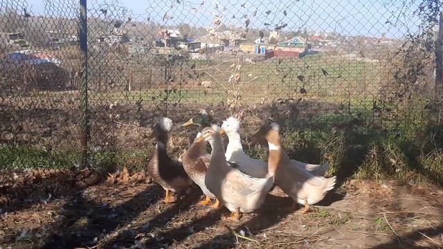 Русские хохлатые утки хозяйства Камчатного смотреть онлайн