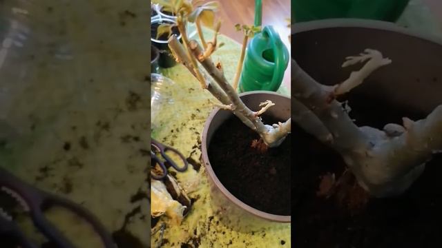 РОЗЫ ИЗ ЛЕРУА МЕРЛЕН #настялосева