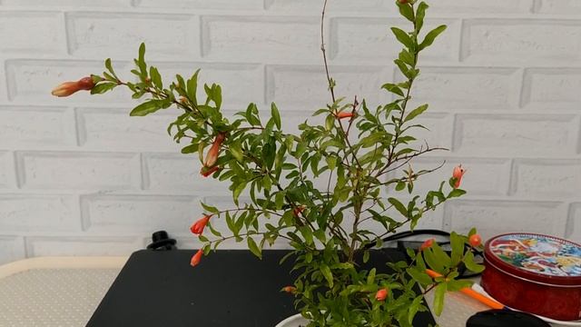комнатный гранат, уход, через сколько ждать плодов! смотреть онлайн