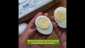 Куриные яйца БИО с экофермы "Алеховщина"