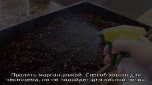 Как обеззаразить землю для рассады: лучшие и простые методы