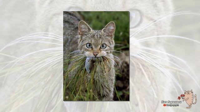 Мышь смотреть онлайн