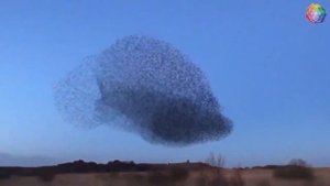 Птицы танцуют в небе