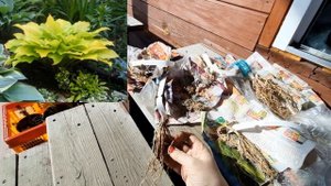 ХОСТЫ 2021. НОВИНКИ КОЛЛЕКЦИИ. ЧАСТЬ 2.