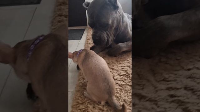 любимые питомцы.кошка и собаки.кане корсо Zан. после прогулки смотреть онлайн