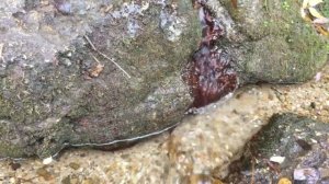 Крым Новониколаевка Плачущая скала