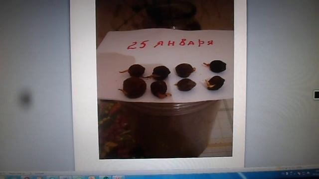 31. Сливы - королевы в саду В. Железова! смотреть онлайн