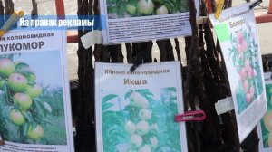 Продолжает свою работу выставка ярмарка саженцев Челябинского питомника
