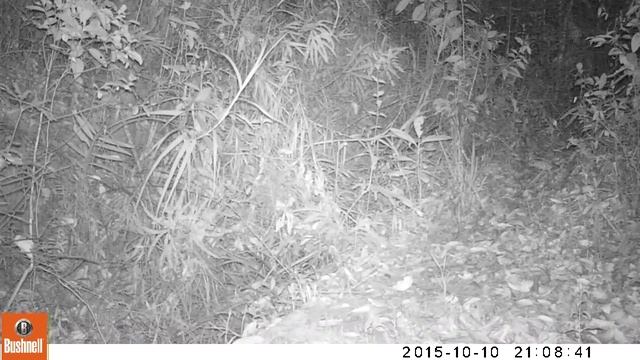 Chrysocyon brachyurus - Lobo-guará смотреть онлайн