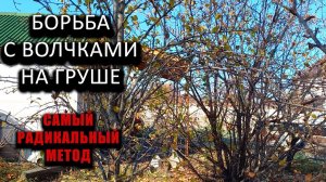 Борьба с волчками на груше. Самый радикальный метод #ТриЭкоСад