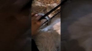 Как отрезать рога корове