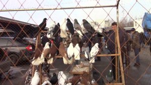 Ярмарка голубей в Воронеже 20 03 2021 года 2 часть