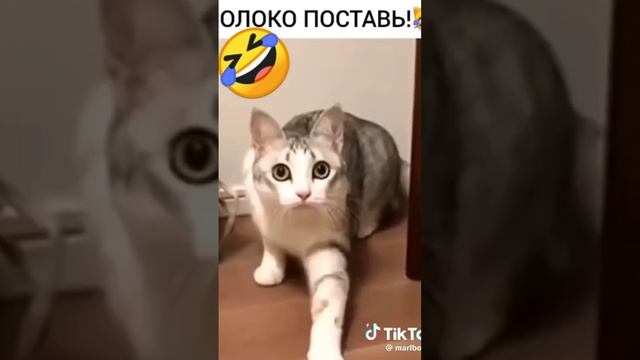 Молоко поставь!!