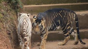 Rare Black Tiger of Nandankanan Zoo | And Other Big Cats | White Tiger | Bengal Tiger | Lion