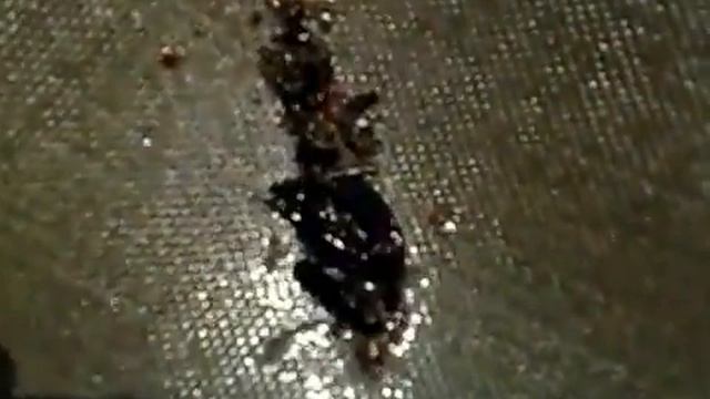 Профессиональная рыбалка. Ловля мотыля ситом смотреть онлайн