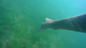 Дно Азовского моря около косы Чушки