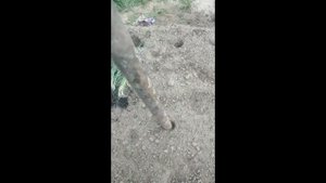 Лук-порей. Пересадка и выращивание