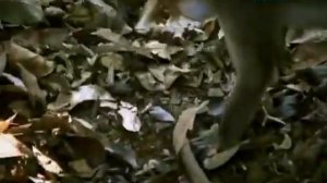 Рейтинг Баженова "Могло быть хуже".Аватар(№8).