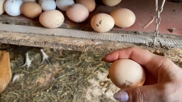 Будут ли цыплята кур Араукана