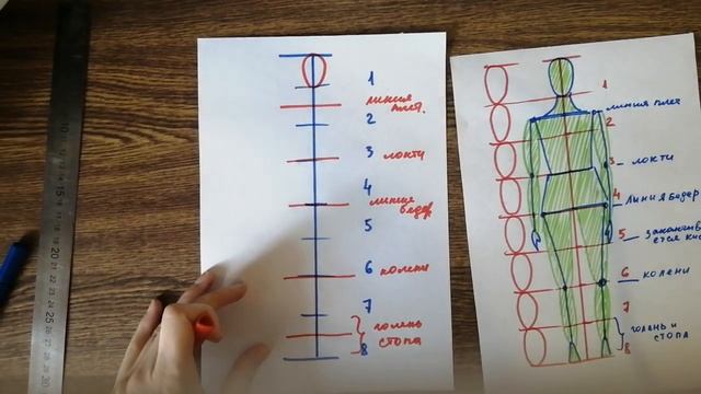 Схема пропорций фигуры человека