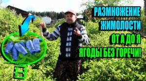 3 СПОСОБА, КАК РАЗМНОЖИТЬ ЖИМОЛОСТЬ? КАК ПОЛУЧИТЬ ЯГОДЫ БЕЗ ГОРЕЧИ? ЭКОСАД (ОГОРОД) И ТЕПЛИЦА 22-21