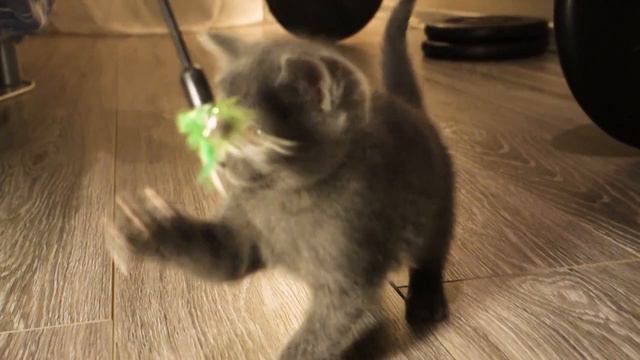 Русская голубая кошка, полупородистый котенок играет смотреть онлайн