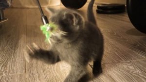 Русская голубая кошка, полупородистый котенок играет