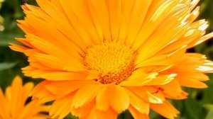 МАЗЬ ИЗ КАЛЕНДУЛЫ КАК СДЕЛАТЬ