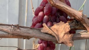 Виноград сорт Ризамат