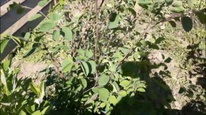 Ассортимент плодовых деревьев и кустарников