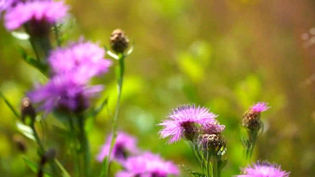 КУЗНЕЧИКИ. Слушать звуки летнего луга / @ratiana смотреть онлайн