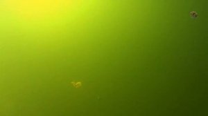 Рыбалка. Подводная съемка поклёвок в динамике. Краснодар, озеро Карасун. Fishing angeln la câu cá