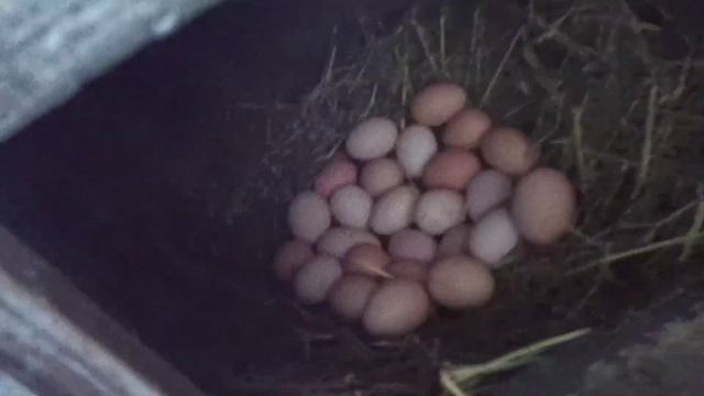 ПОДСЫПАЮ АГРЕСИВНУЮ ИНДЮШКУ КУРИНЫМИ ЯЙЦАМИ смотреть онлайн