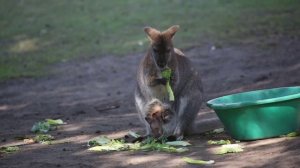 Red-neck wallaby joey, January 2014