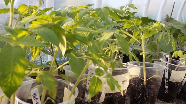 НЕ САЖАЙТЕ ГИБРИДЫ ТОМАТОВ В ТЕПЛИЦЕ ВМЕСТЕ С СОРТАМИ смотреть онлайн