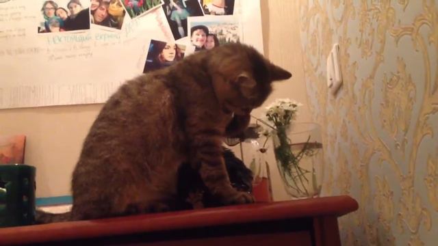 Кошка ест ромашки смотреть онлайн