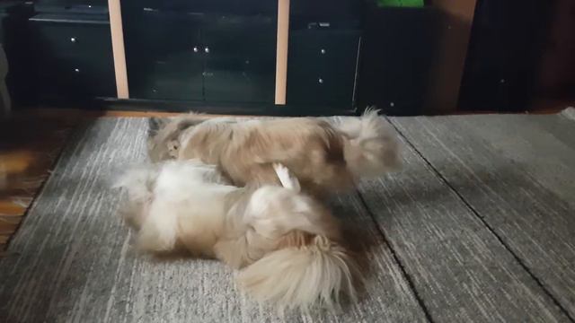 Dogs playing.