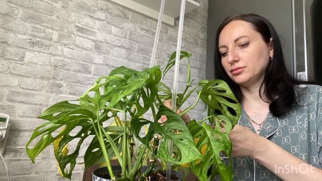 МОНСТЕРА манки маск | ЧЕРЕНКОВАНИЕ | Безжалостно разбираю на черенки.Без укоренения ,сразу в грунт