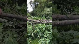 Husqvarna 545G Mark ii