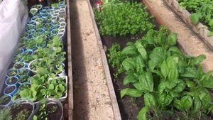 Выращивание Рассады Томатов После Пикировки.