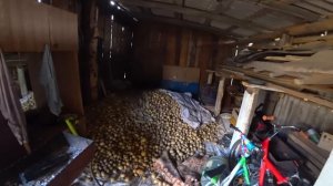 405 ВЁДЕР КАРТОФЕЛЯ А ЕЩЁ КОПАТЬ И КОПАТЬ. ИЗ ГОРОДА В ДЕРЕВНЮ 534 серия