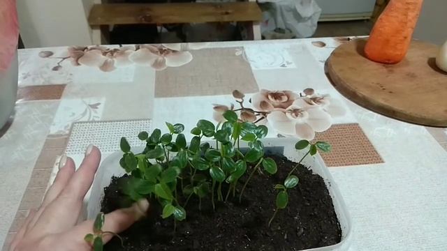 Пассифлора Гранадилла