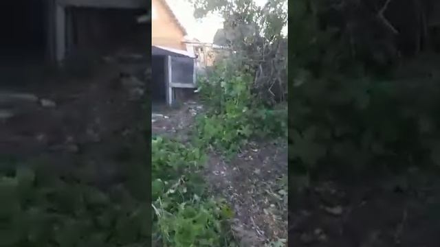 УРА СРУБИЛИ ДЖУНГЛИ? ТЕПЕРЬ ВИДНО ЗАКАТ? #дача #сад #срубили_деревья #ОГОРОД #лето2020 смотреть онлайн